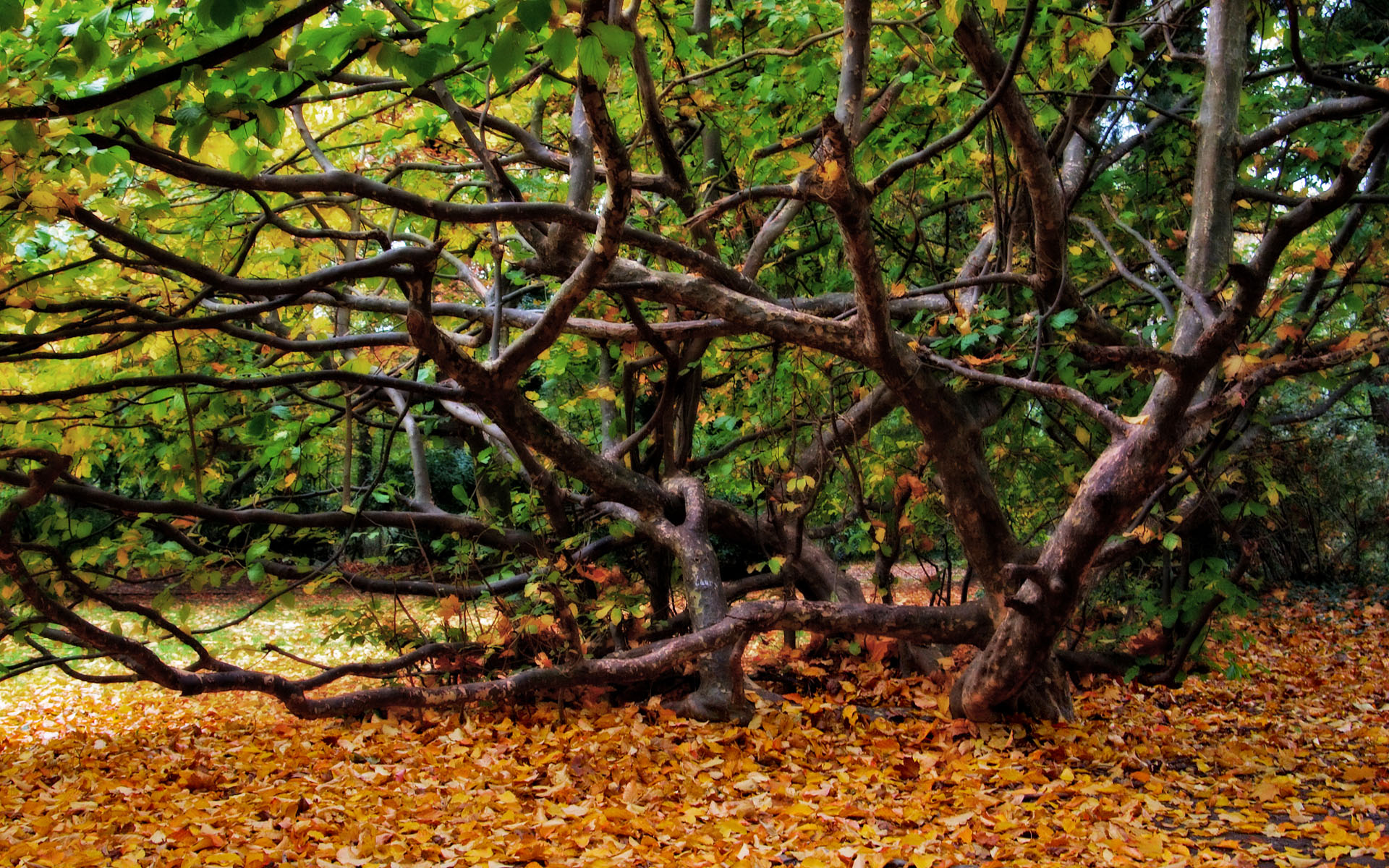 Wallpapers widescreen HQ - Fonds d ecran large HD - 0262